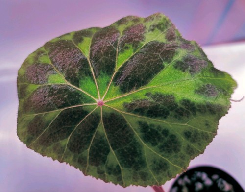 Begonia serotina rare - serotina, in