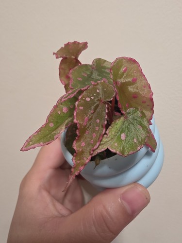 Begonia hybrid nothombaramesis - begonia,