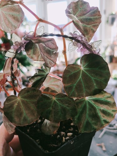 Begonia sarawak - sp., (