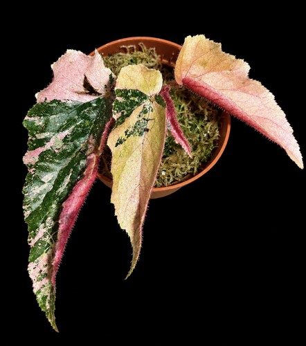 Begonia variegated ginny - begonia,
