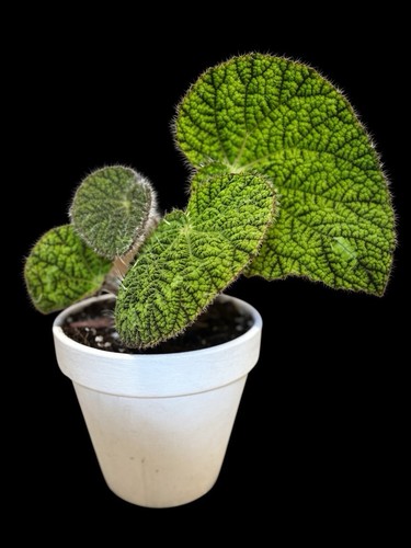 Rare hair ball begonia live - rare,