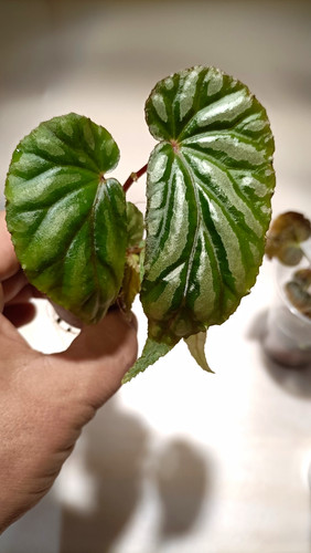 Begonia papua new - sp.,