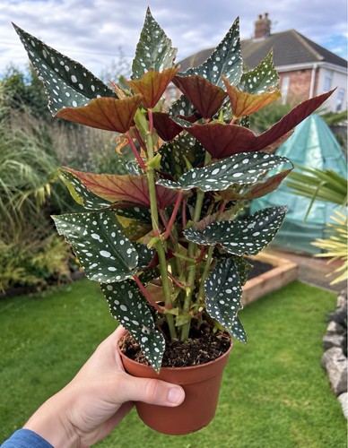Begonia maculata wightii polka - begonia,