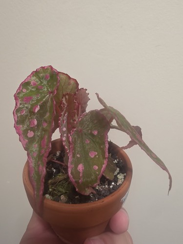 Begonia hybrid nothombaramesis - hybrid,