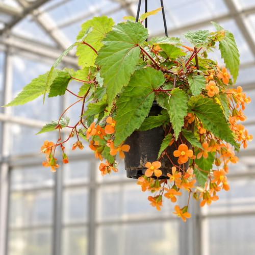 Begonia sutherlandii seeds - seeds,