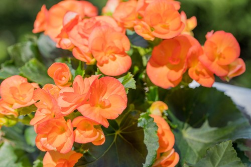 Begonia illumination apricot - illumination,