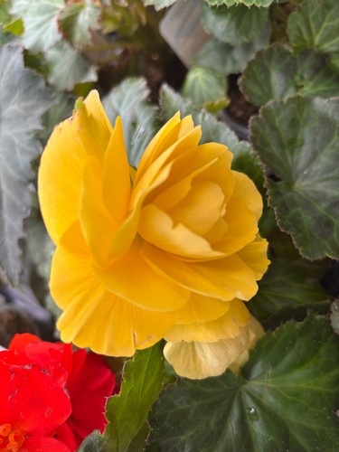 Six hardy yellow - six,