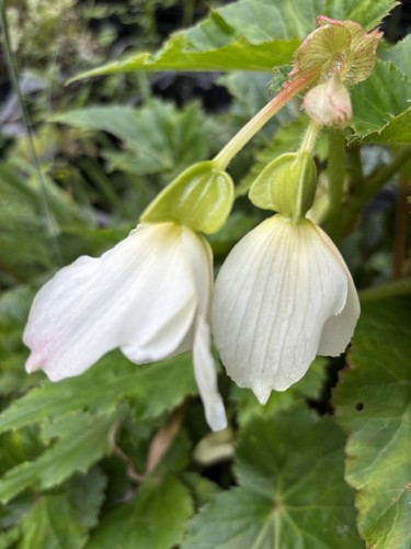 Six white hardy begonia - six,