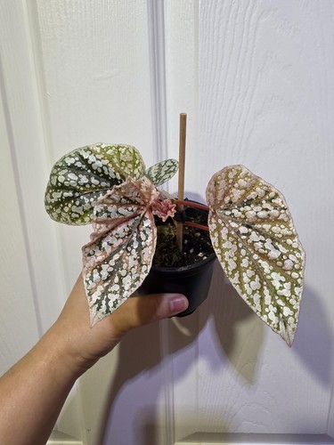 Begonia snow capped pink - snow,