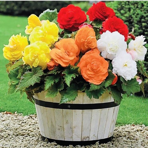 Trailing begonia giant double - begonia,