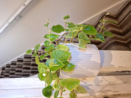 Trailing begonia indoor potted - trailing,