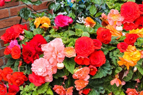 Double begonia tubers summer - double,