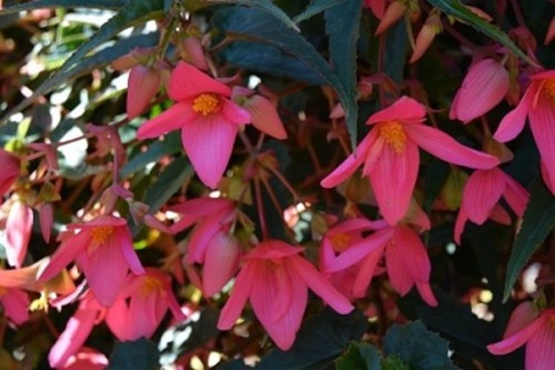 Begonia boliviensis - begonia,
