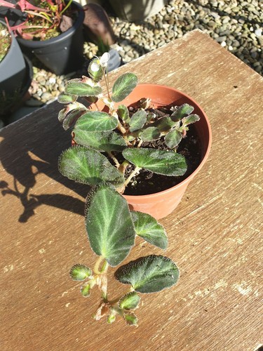 Begonia thelmae established - thelmae,