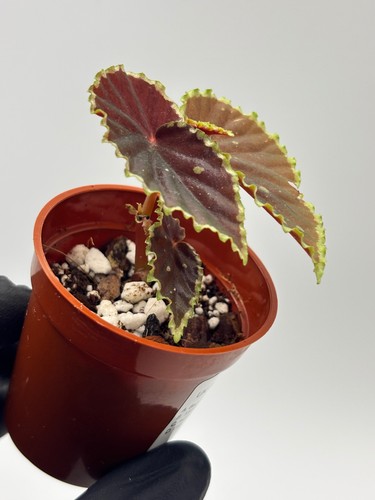 Begonia darthvaderiana - darthvaderiana, x