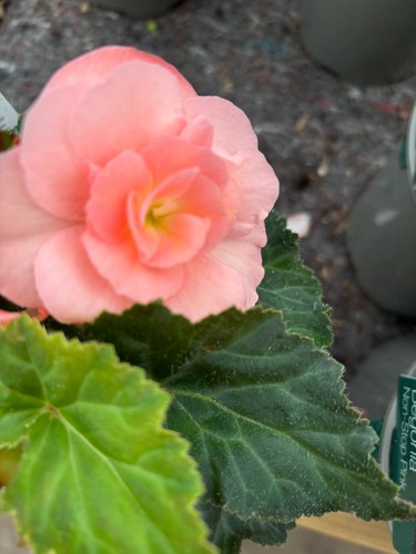 Six trailing hardy salmon - trailing,