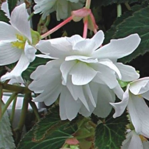 Begonia illumination white - 'illumination, white'