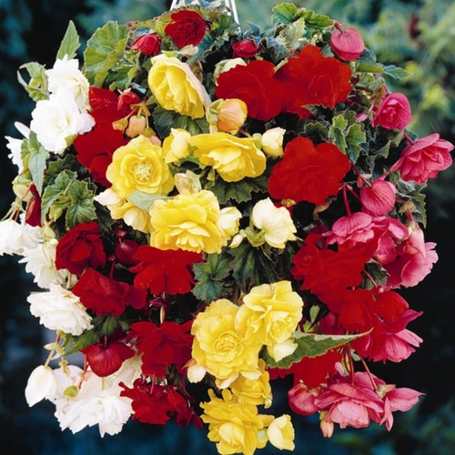 Begonia pendula trailing - begonia,